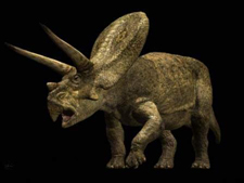 Triceratops